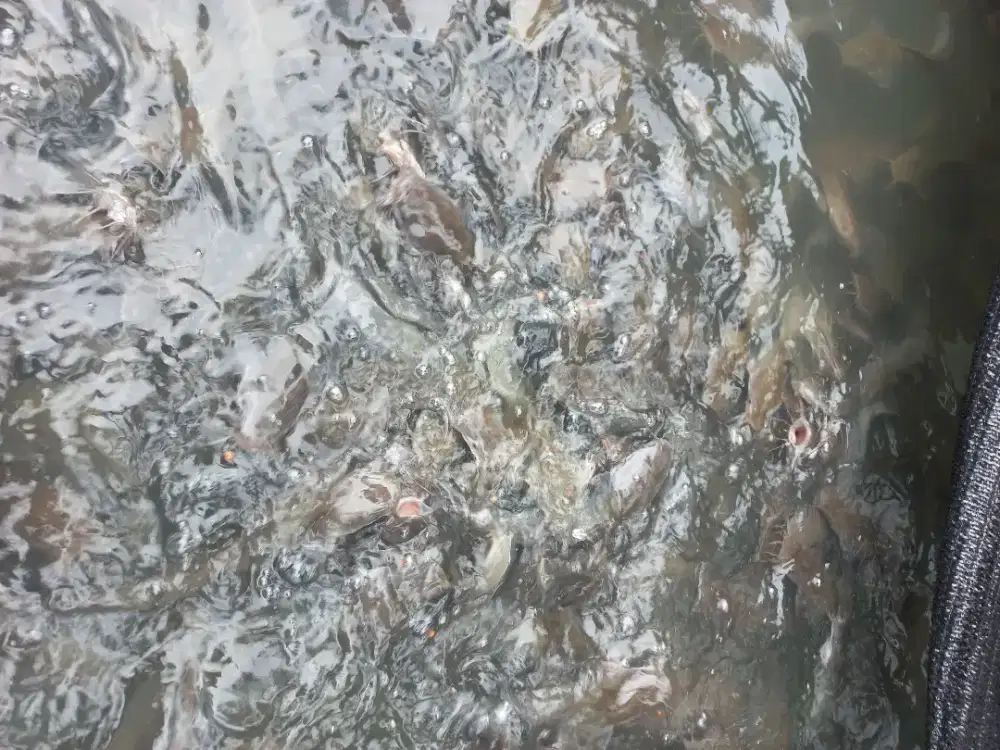 Jual lele segar konsumsi pakan full pelet