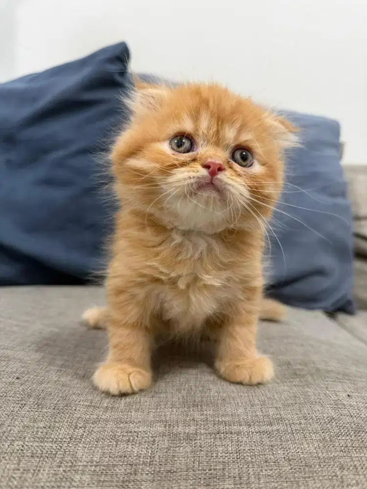 British Long Hair Scottish Oyen - Anak Kucing Kitten