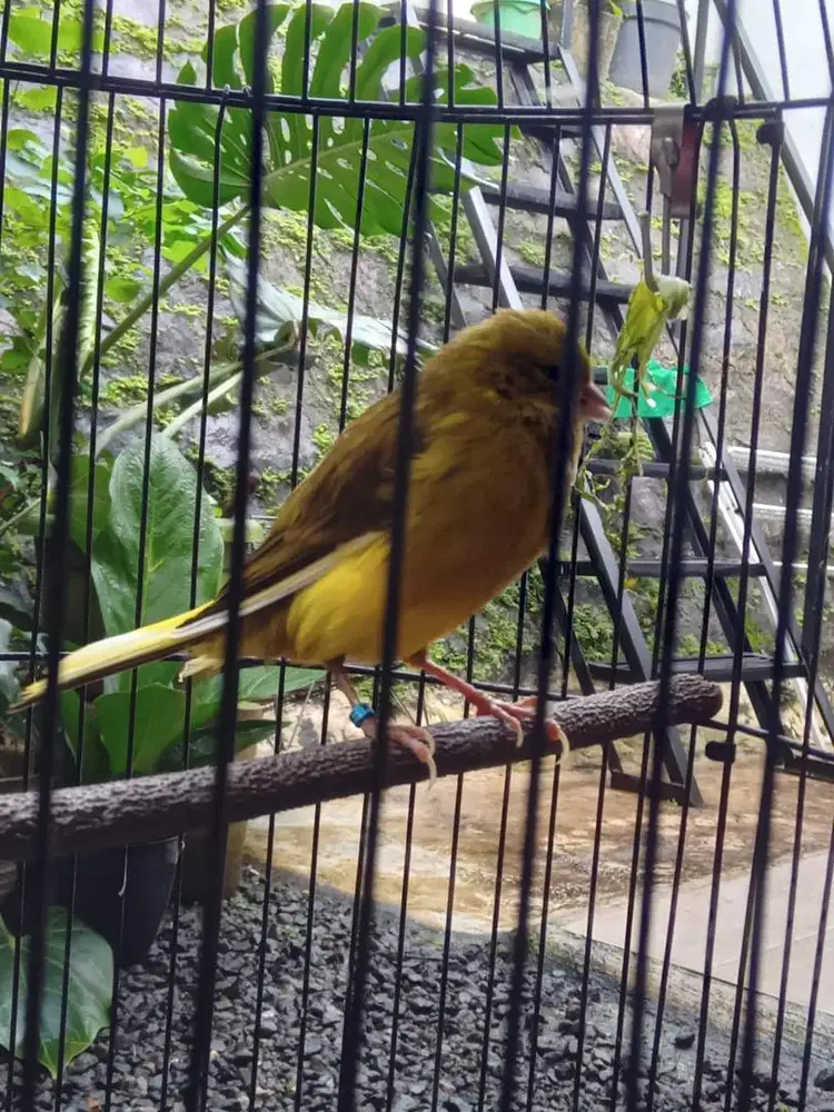 Burung kenari boronga 2 burung