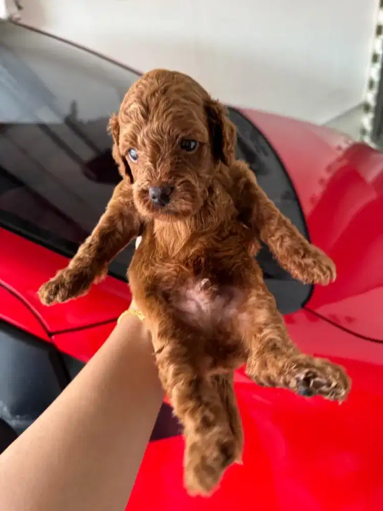 Poodle jantan & betina