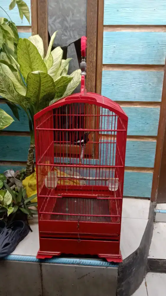 Kacer Gacor satu set