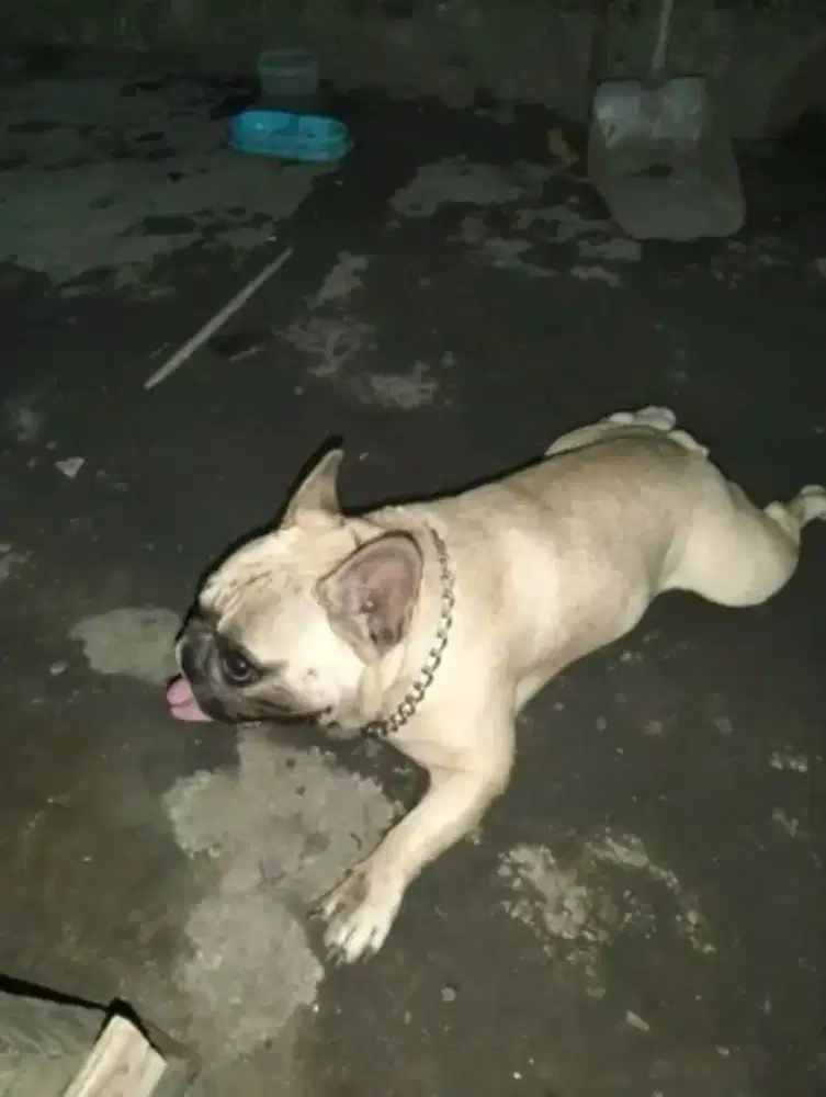 French Bulldog jantan