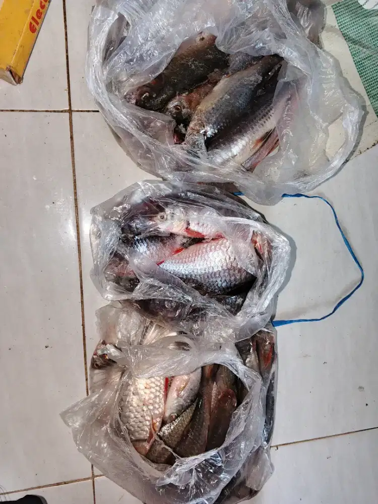 Jual 3 kilo Ikan bader hasil jaring UK 2-3 jari