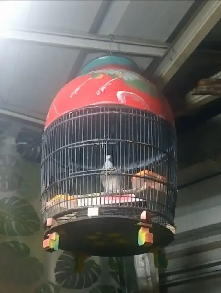 Burung perkutut lokal jantan
