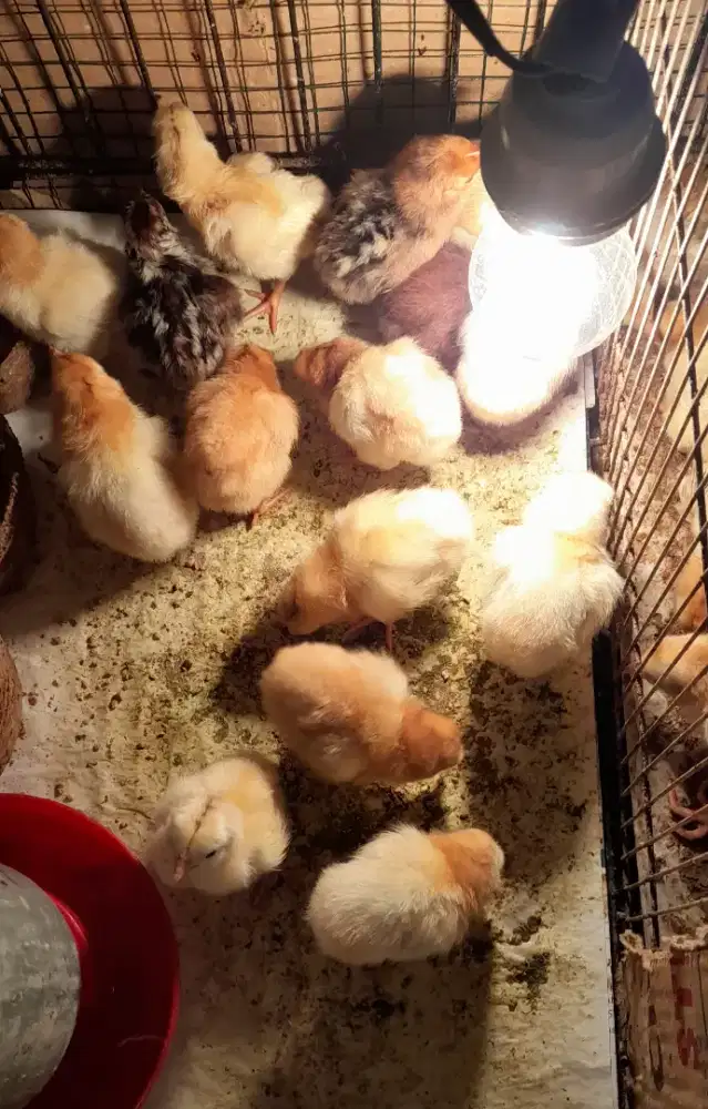 Ayam kampung petelur elba