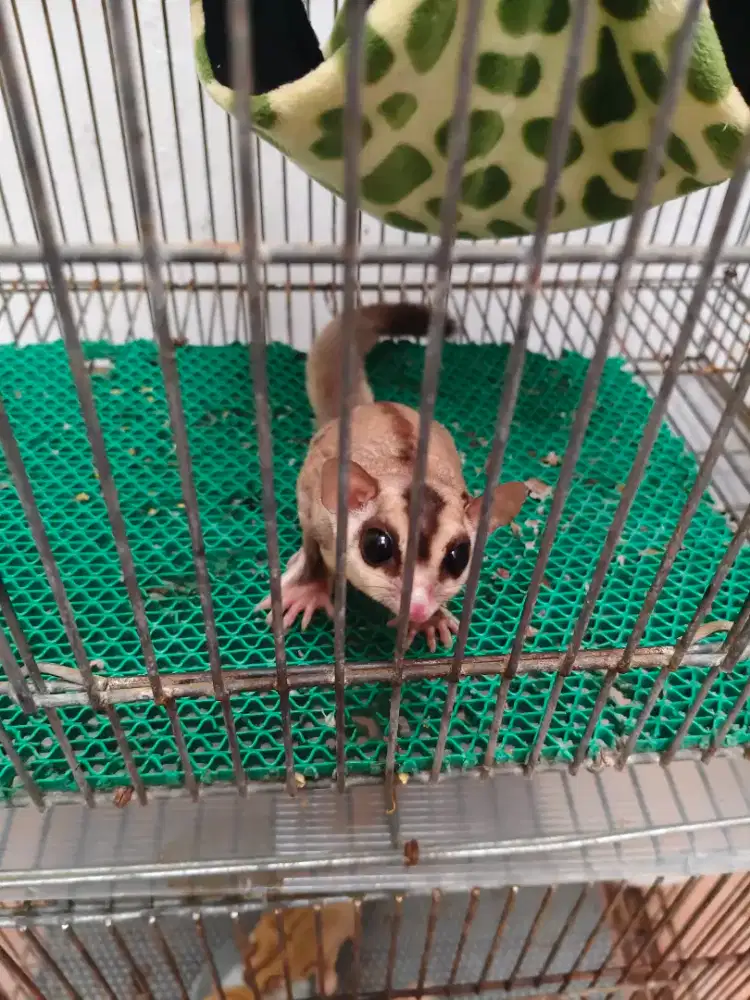 Sugar Glider White Face Dewasa Jinak
