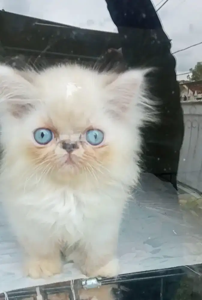Kitten Persia mix bsh