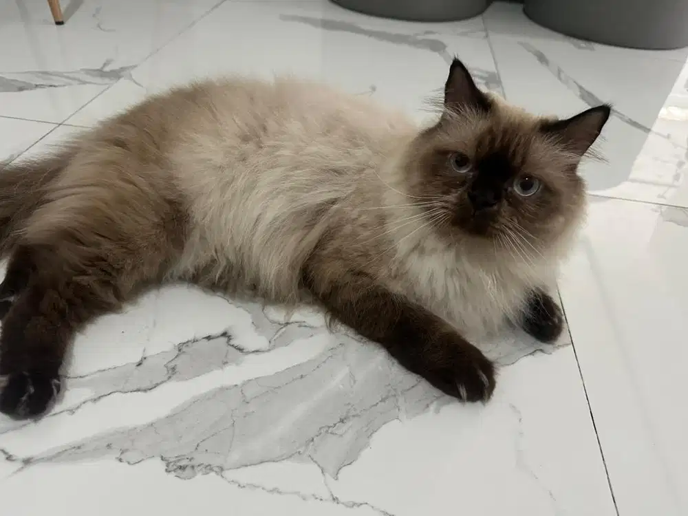 Open adopt kucing himalaya