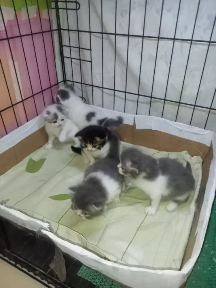 Kitten Persia mix bsh