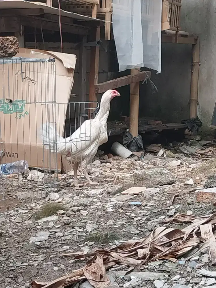 Biang plucker (brakot)