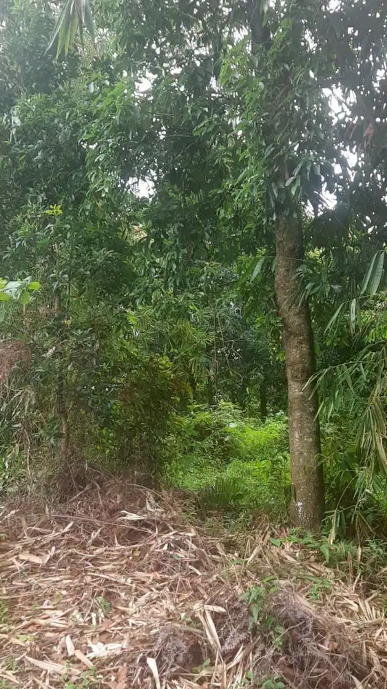 Dijual Tanah Luas 1.400m² – Cocok untuk Villa atau Hunian | Leuwiliang