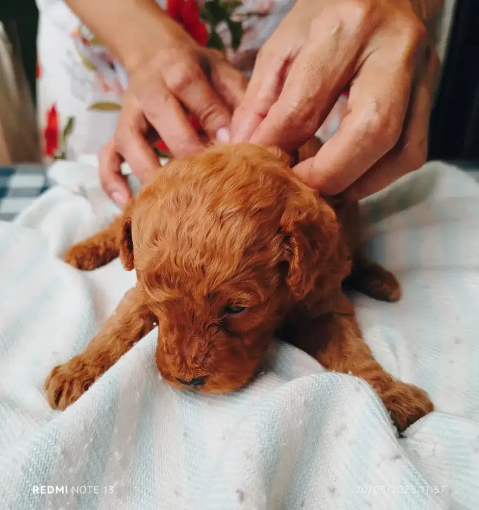 Poodle Female ( pure )