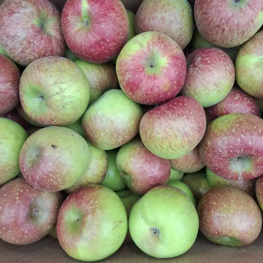 Dicari Pengurus Lapangan