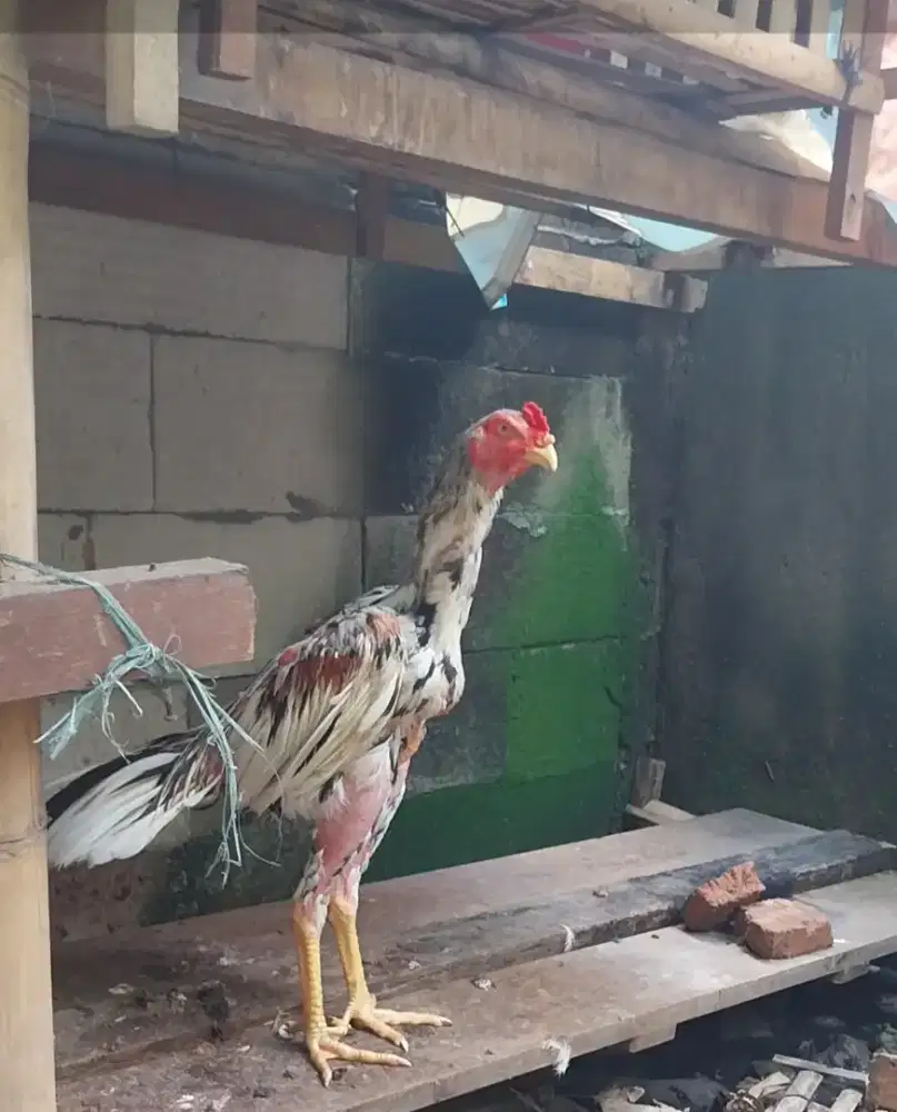 Ayam ekorlidi brumbun