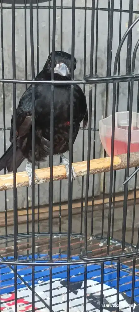 Jual kepodang hitam jantan