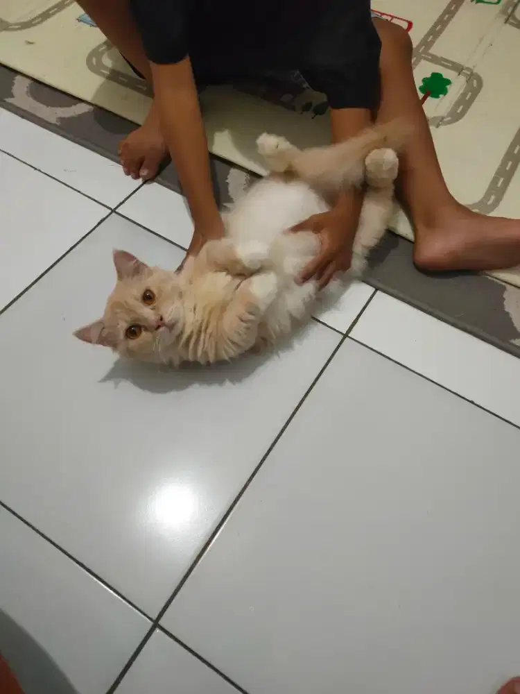 Munchkin jantan baik