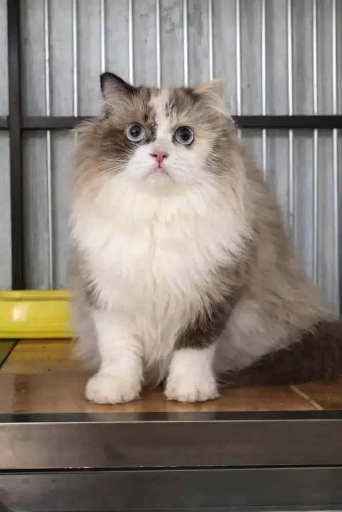 Ragdoll female nonped