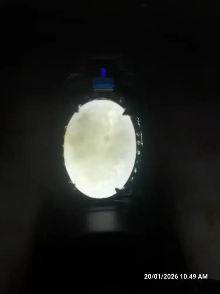 Gajah lawas - Big size