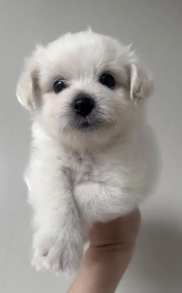 Anakan anjing bichon mix