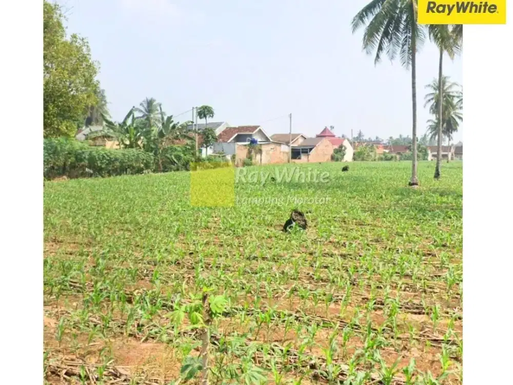 dijual tanah di gedong tataan. pesawaran (kode ALN 3439)