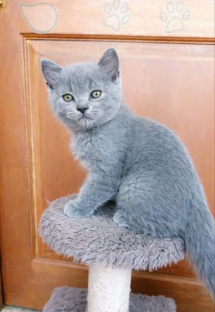 Kucing BSH abu dan hitam