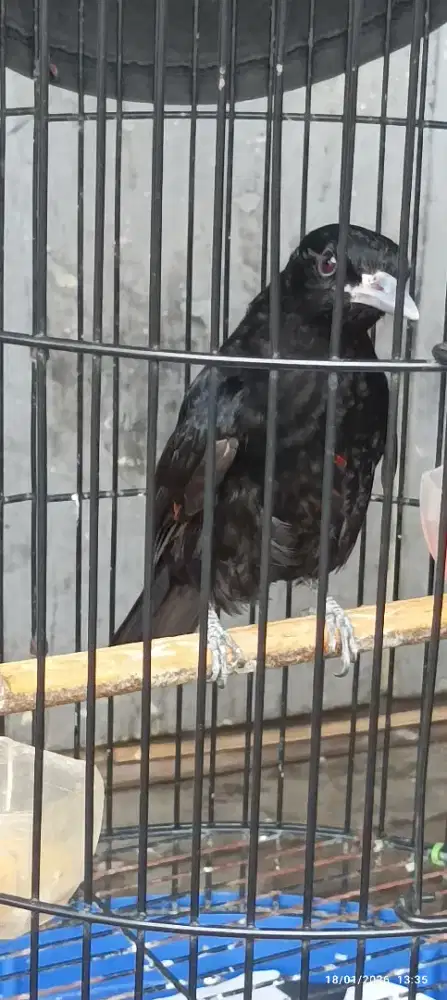 Jual kepodang hitam jantan