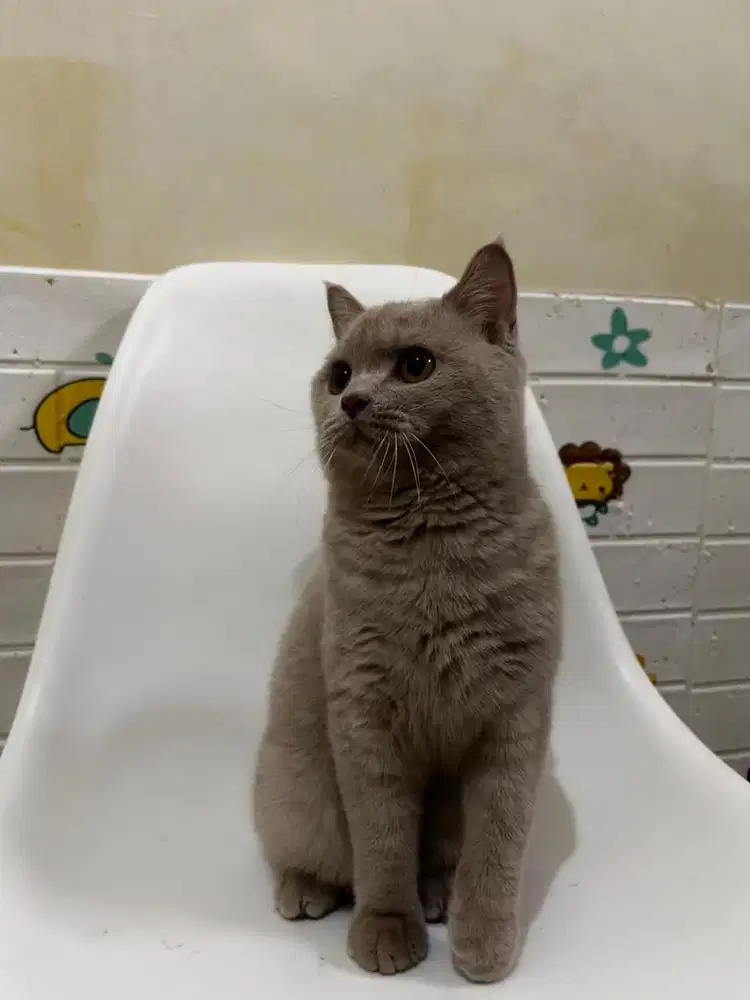 BSH / BRITISH SHORT HAIR LILAC