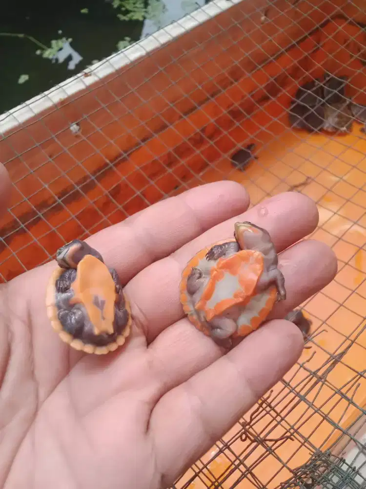 Kura kura dada merah