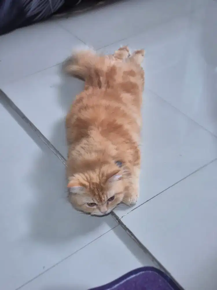 Kucing persian betina