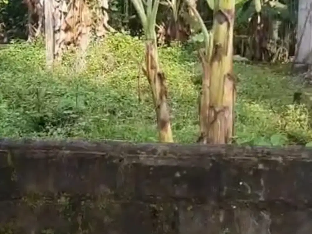 TANAH MURAH AREA TRIMULYO SLEMAN