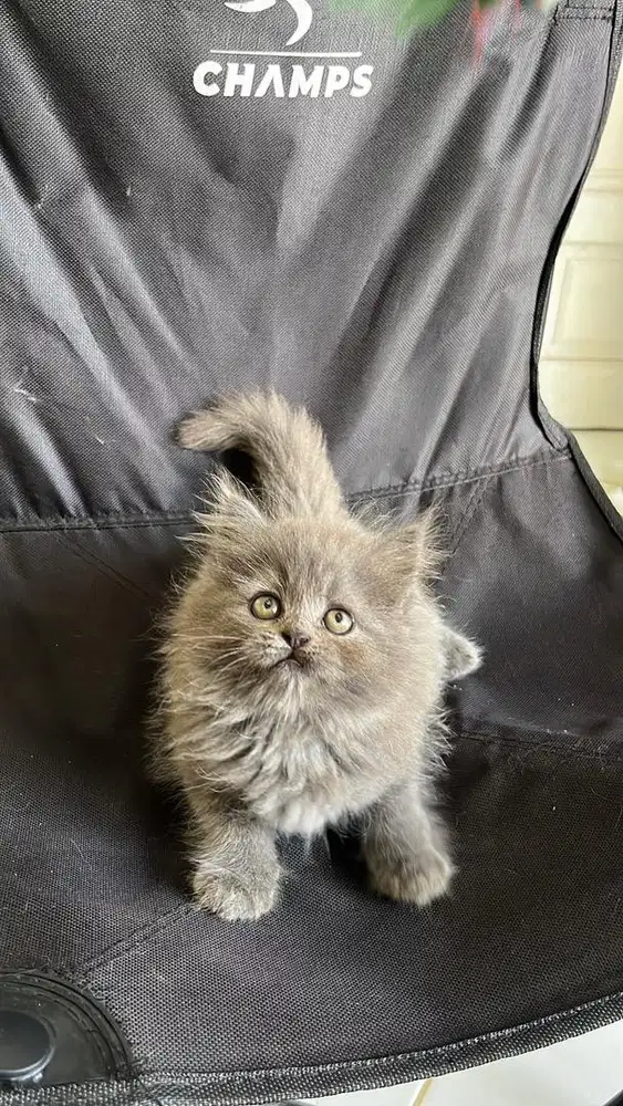 Persia super longhair