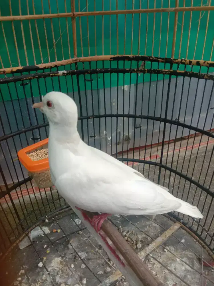 Burung puter albino mata merah gacor
