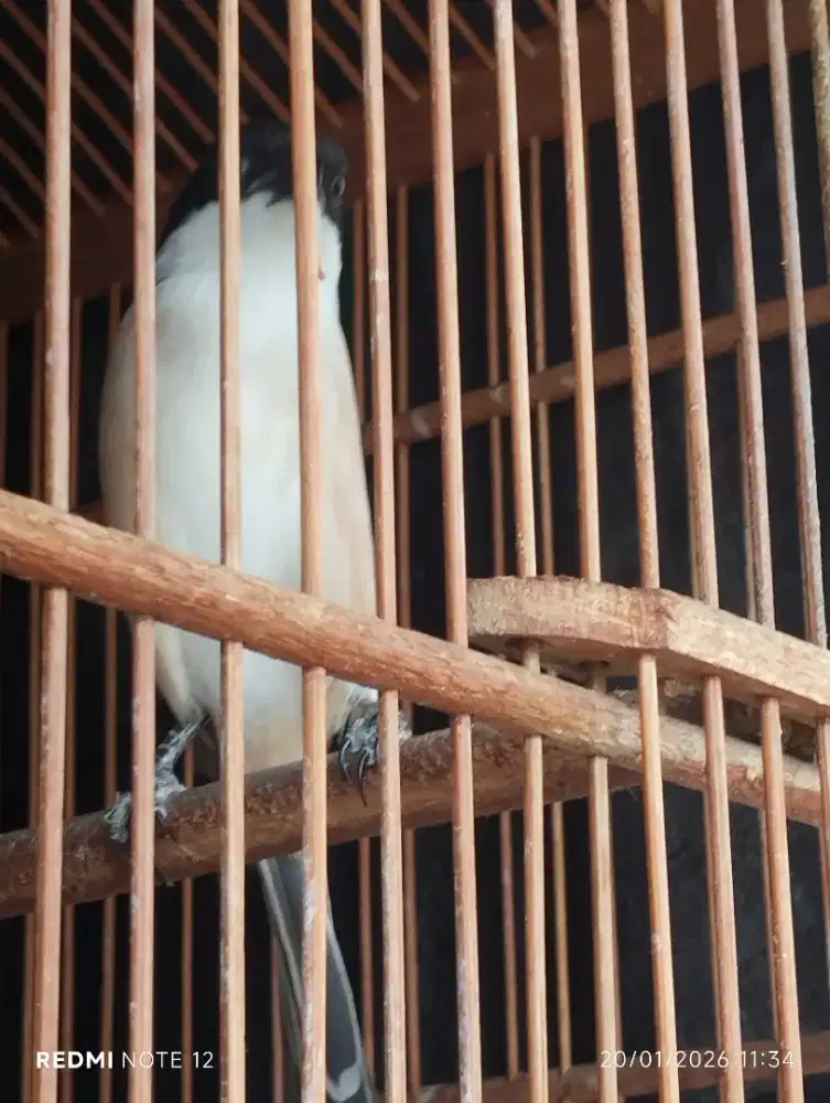 Pentet original madura