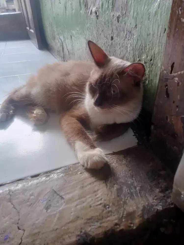 Kucing persia cinanon