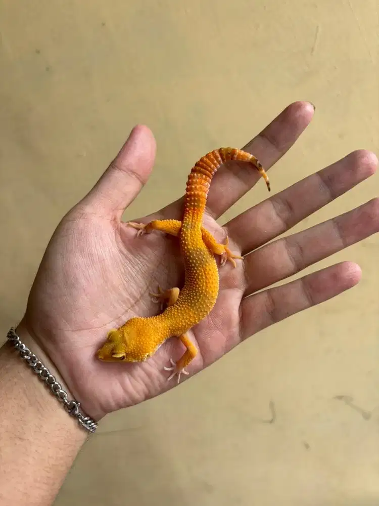 leopard gecko cerah
