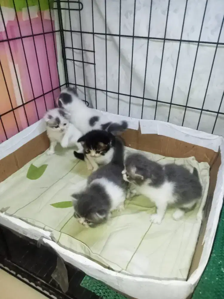 Kitten Persia mix bsh