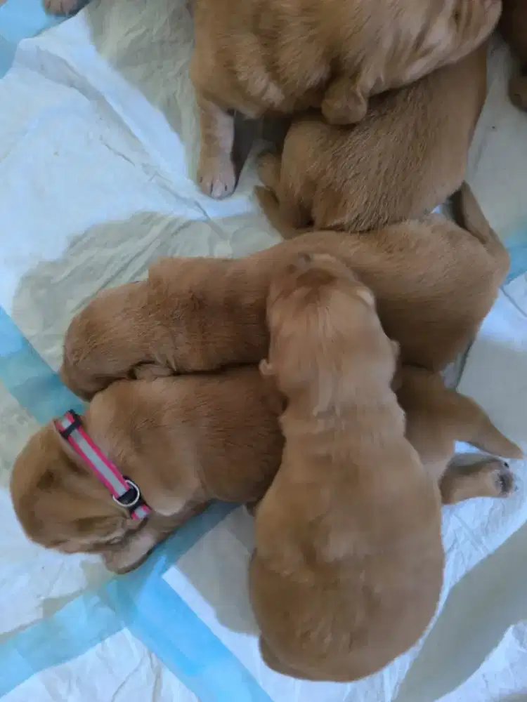 Anak Anjing Golden Retriver Stanboom
