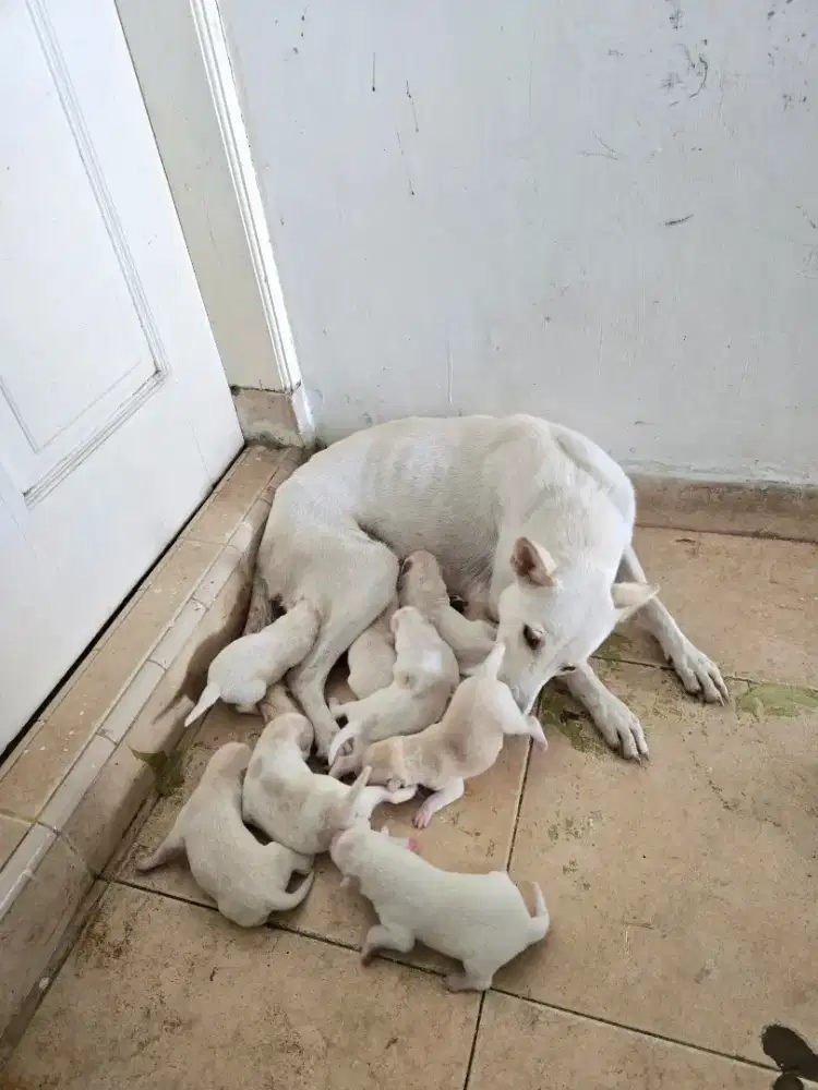 OPEN BOOKING & ADOPT: ANAK ANJING MIX