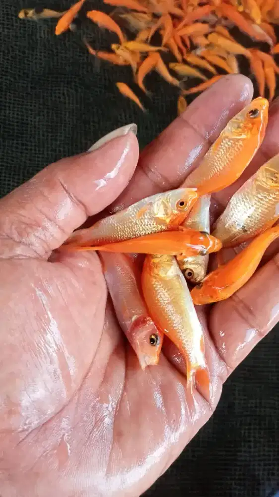 Anak ikan mas (tombro)