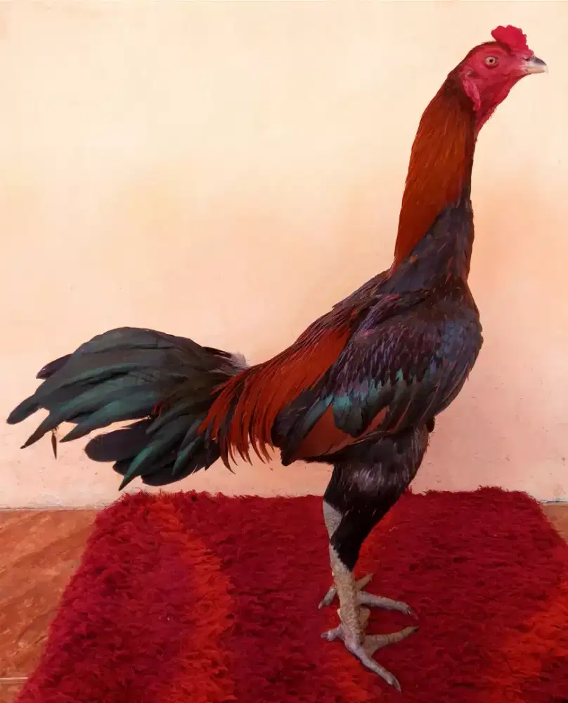 Ayam Line Pama Iq, Umur 8 Bulan, Ukuran 4, Tulang Kasar + Mewah