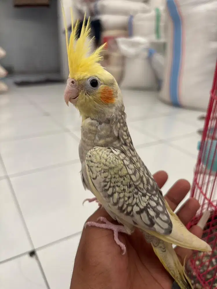 burung falk australia