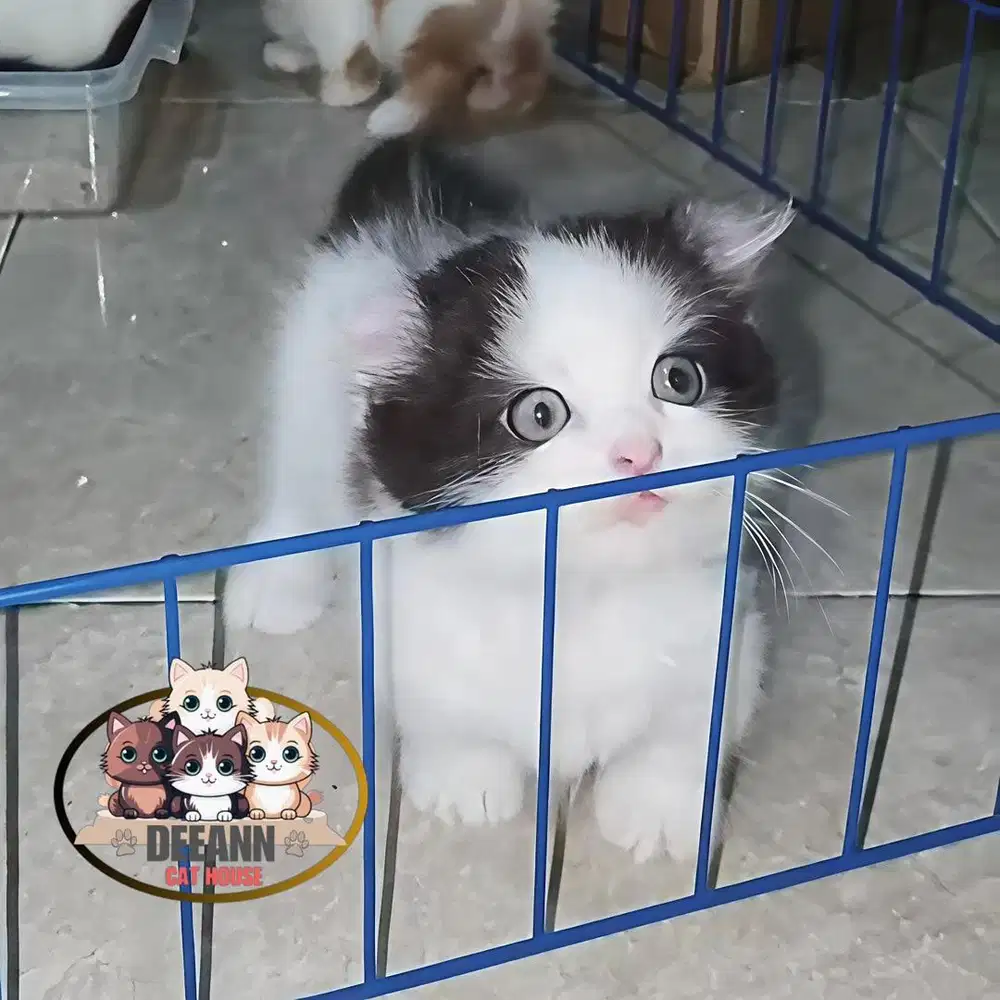 Kucing Munchkin Kinkalow Curly