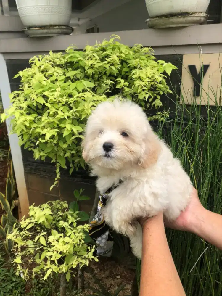 Maltipo male sehat no kutu d no jamur , obat. Cacing d vitamin rutin