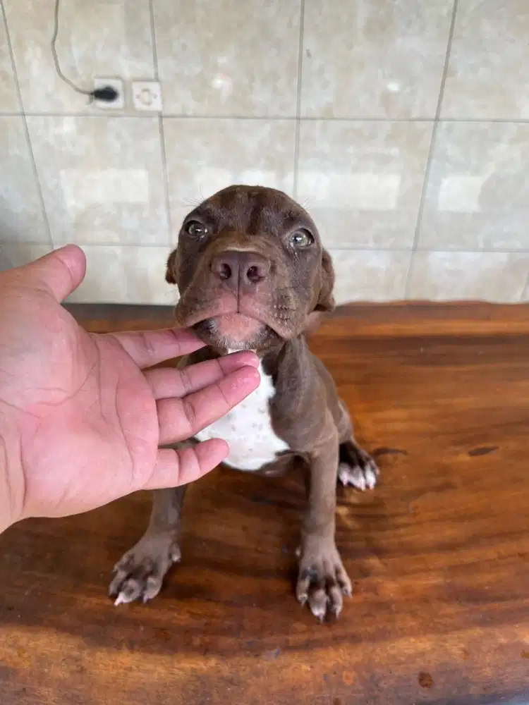 pitbull betina 2 bulan