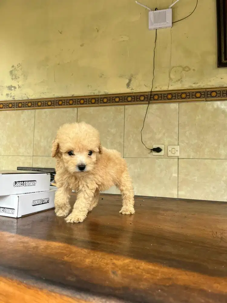 anjing podel 3jantan 1betina