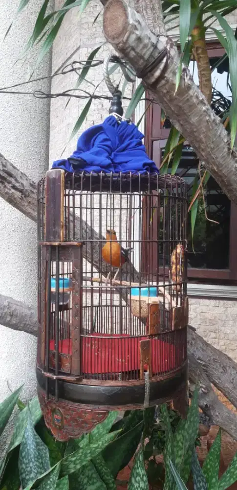 Burung anis dah mulai bunyi