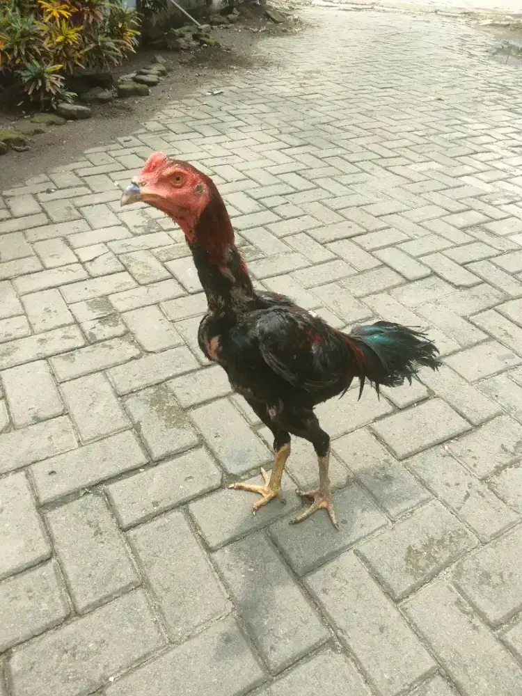 Ayam Bangkok muda murah