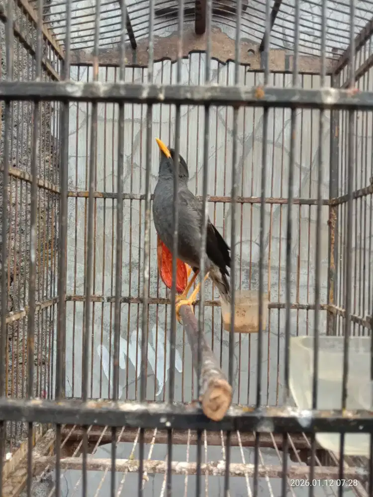 Jalak Kebo Receh Medang