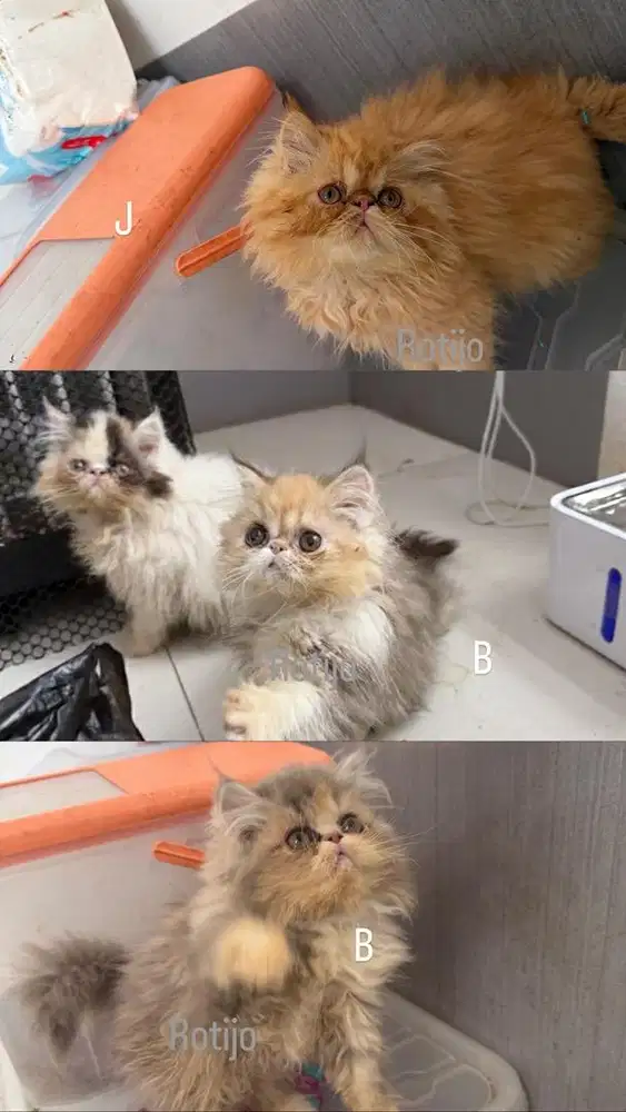 Kucing Persia Peaknose