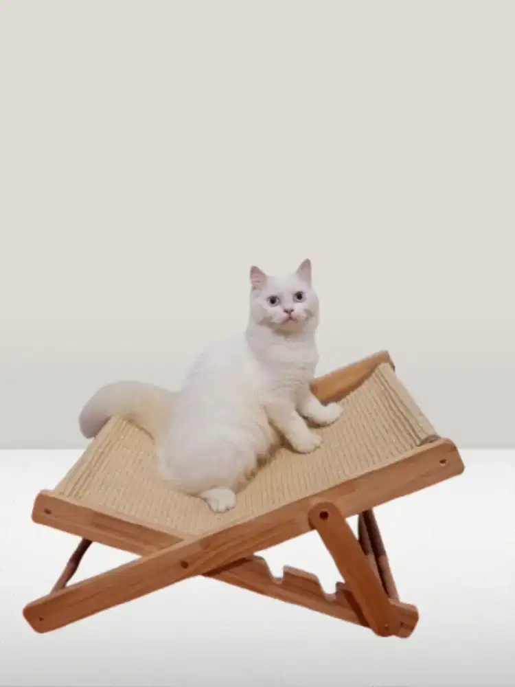 Kucing Persia Usia 10 Bulan Sehat Warna Putih